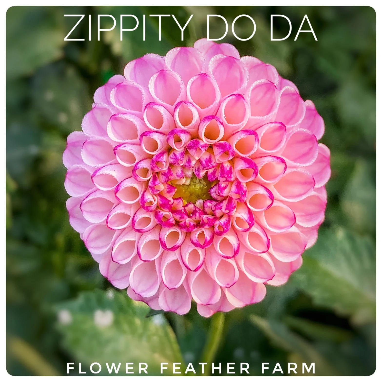 Zippity Do Da Dahlia Tuber Z35 at Flower Feather Farm, Specialty